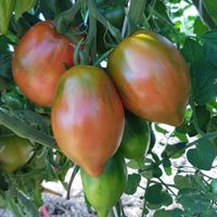 Gigondas Belle du Joncuas